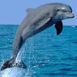 Meet your Posher, Maha